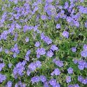 Geranium x 'Orion'